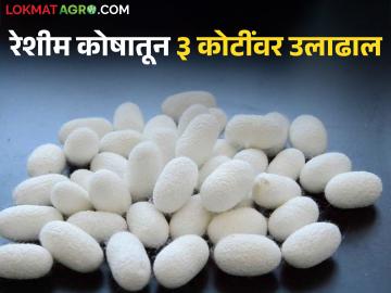 रेशीम कोष विक्रीसाठी 'हे' मार्केट येतंय नावारूपाला; ४ महिन्यांत तब्बल ३ कोटी ४५ लाखांवर उलाढाल - Marathi News | 'This' market is coming to fame for selling silkworm cocoons; turnover reaches Rs 3.45 crore in 4 months | Latest News at Lokmat.com रेशीम कोष विक्रीसाठी 'हे' मार्केट येतंय नावारूपाला; ४ महिन्यांत तब्बल ३ कोटी ४५ लाखांवर उलाढाल - Marathi News | 'This' market is coming to fame for selling silkworm cocoons; turnover reaches Rs 3.45 crore in 4 months | Latest News at Lokmat.com