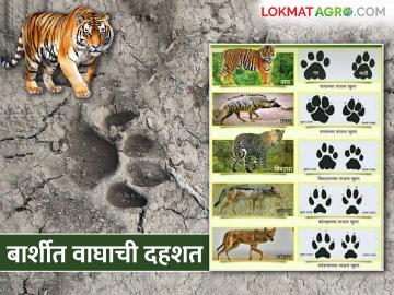 बार्शी तालुक्यात वाघ अद्यापही वावरतोय, दहशतीचं वातावरण; शेतकऱ्यांनो काळजी घ्या - Marathi News | Tigers are still roaming in Barshi taluka; farmers should be careful | Latest News at Lokmat.com