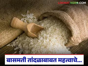 Basmati Rice : बासमती तांदळाच्या विक्रीसाठी 'या' दोन देशांनी नकार दिला, काय आहे प्रकरण - Marathi News | Latest News Apeda nz, kenya courts reject indiasn plea for exclusive basmati rice under TRIPS | Latest News at Lokmat.com