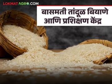 इथे बांधले जाणार देशातील दुसरे बासमती बियाणे उत्पादन आणि प्रशिक्षण केंद्र, वाचा सविस्तर  - Marathi News | Latest News indias second basmati seed production and training center will be built here, read in detail | Latest News at Lokmat.com