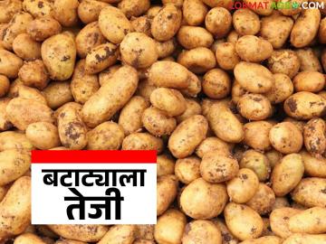 नवरात्र उत्सवामुळे चाकण बाजार समितीत बटाटा व रताळ्याची आवक वाढली; कसा मिळतोय दर? - Marathi News | Due to Navratri festival, the arrival of potatoes and sweet potatoes has increased in Chakan Market Committee; How are prices being obtained? | Latest News at Lokmat.com