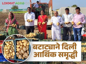 farmer success story: ७० दिवसांत १ हजार ७५० क्विंटल बटाट्याचा यशस्वी प्रयोग वाचा यशोगाथा - Marathi News | Farmer success story: Read the successful experiment of growing 1,750 quintals of potatoes in 70 days. | Latest News at Lokmat.com