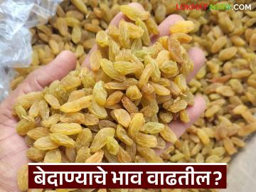 गणेशोत्सव व दसरा, दिवाळी सणांच्या पार्श्वभूमीवर बेदाणा दरात तेजी येईल का? वाचा सविस्तर - Marathi News | Will the price of raisins increase in the backdrop of Ganeshotsav, Dussehra, and Diwali festivals? read in detail | Latest News at Lokmat.com