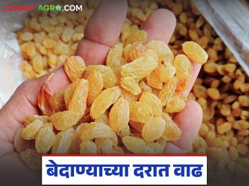 सोलापूर बाजारात बेदाण्याला चांगले दिवस; एकाच दिवसात तब्बल ७ कोटी २९ लाखांचा झाला व्यवहार - Marathi News | Good day for raisins in Solapur market; Transactions worth Rs 7 crore 29 lakh in a single day | Latest News at Lokmat.com