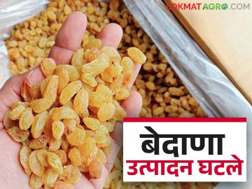 Sangli Bedana : बेदाण्यासाठी प्रसिद्ध असणाऱ्या या तालुक्यात यंदा बेदाणा उत्पादनात झाली मोठी घट - Marathi News | Sangli Bedana : This taluka famous for its Bedana raisins has seen a big drop in production this year | Latest News at Lokmat.com