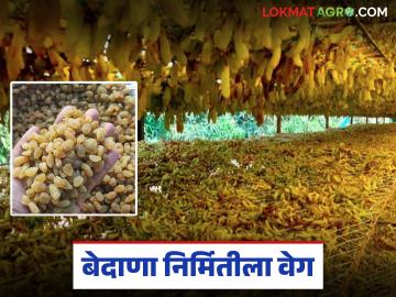 यंदा द्राक्ष उत्पादनात तब्बल ५० टक्क्यांची घट; बेदाण्याला राहतील का चांगले दर? वाचा सविस्तर - Marathi News | Grape production down by 50 percent this year; Will raisins remain at good prices? Read in detail | Latest News at Lokmat.com यंदा द्राक्ष उत्पादनात तब्बल ५० टक्क्यांची घट; बेदाण्याला राहतील का चांगले दर? वाचा सविस्तर - Marathi News | Grape production down by 50 percent this year; Will raisins remain at good prices? Read in detail | Latest News at Lokmat.com