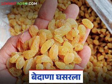 नवा बेदाणा बाजारात आला; ४०० रुपये दर मिळणाऱ्या बेदाण्याला आज काय मिळतोय दर? - Marathi News | New raisins have arrived in the market; What price is raisins getting today when they were fetching Rs 400? | Latest News at Lokmat.com