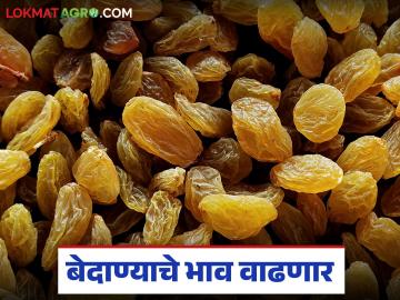 यंदा बेदाण्याच्या उत्पादनात मोठी घट; भाववाढीबरोबरच वर्षभर दर टिकून राहणार का? वाचा सविस्तर - Marathi News | Big drop in raisins production this year; Will the prices remain stable throughout the year? Read in detail | Latest News at Lokmat.com यंदा बेदाण्याच्या उत्पादनात मोठी घट; भाववाढीबरोबरच वर्षभर दर टिकून राहणार का? वाचा सविस्तर - Marathi News | Big drop in raisins production this year; Will the prices remain stable throughout the year? Read in detail | Latest News at Lokmat.com