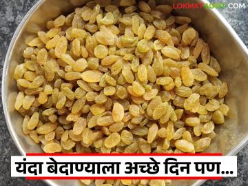 Bedana Market : यंदा बेदाणा दराने उच्चांकी रेकॉर्ड केले पण चोरट्या आयातीने गणित बिघडवले - Marathi News | Bedana Market : This year, the price of raisins has reached a record high, but the statistics have been spoiled by illegal imports | Latest News at Lokmat.com Bedana Market : यंदा बेदाणा दराने उच्चांकी रेकॉर्ड केले पण चोरट्या आयातीने गणित बिघडवले - Marathi News | Bedana Market : This year, the price of raisins has reached a record high, but the statistics have been spoiled by illegal imports | Latest News at Lokmat.com