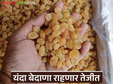 सोलापूर बाजार समितीत 'या' शेतकऱ्याचा बेदाणा ठरला किंग; वाचा प्रतिकिलो काय मिळाला दर? - Marathi News | This farmer's raisins became king in the Solapur Market Committee; Read what price was obtained per kg? | Latest News at Lokmat.com सोलापूर बाजार समितीत 'या' शेतकऱ्याचा बेदाणा ठरला किंग; वाचा प्रतिकिलो काय मिळाला दर? - Marathi News | This farmer's raisins became king in the Solapur Market Committee; Read what price was obtained per kg? | Latest News at Lokmat.com