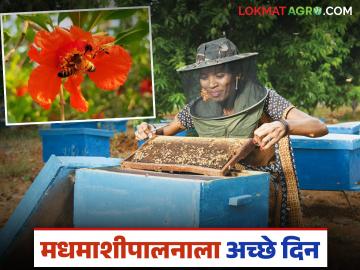 मधमाशांची संख्या घटल्याने फळबागा धोक्यात; मधमाशीपालनाला येणार आता अच्छे दिन - Marathi News | Declining bee population puts orchards at risk; Beekeeping will see better days now | Latest News at Lokmat.com मधमाशांची संख्या घटल्याने फळबागा धोक्यात; मधमाशीपालनाला येणार आता अच्छे दिन - Marathi News | Declining bee population puts orchards at risk; Beekeeping will see better days now | Latest News at Lokmat.com