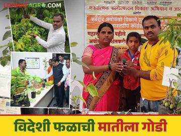 farmer successful story : गुगलवरून शोधले विदेशी ॲव्होकॅडो फळ; आता मुरमाडातूनही एकरी लाखांचे उत्पन्न घेणाऱ्या शिवणीच्या शेतकऱ्याची यशोगाथा - Marathi News | Farmer successful story : exotic avocado fruit found on Google; The success story of the farmer of Shivni who now earns lakhs per acre even from Murmad land | Latest News at Lokmat.com