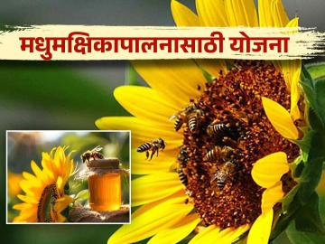 Beekeeping Competition by NBB : मधमाशीपालन व्यवसायासाठी केंद्राची ही योजना देईल तुम्हाला पाठबळ - Marathi News | This scheme of central government for beekeeping business will support for farmers and fpo | Latest News at Lokmat.com Beekeeping Competition by NBB : मधमाशीपालन व्यवसायासाठी केंद्राची ही योजना देईल तुम्हाला पाठबळ - Marathi News | This scheme of central government for beekeeping business will support for farmers and fpo | Latest News at Lokmat.com
