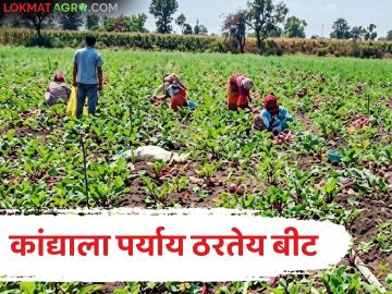 कांद्याला बाजूला सारलं, एका एकरात बीटाची शेती, 65 दिवसांत सव्वा लाखांचे उत्पन्न, कसं केलं नियोजन? - Marathi News | Latest News beetroot was cultivated in one acre, income of Rs. 1 lakh in 65 days, | Latest News at Lokmat.com