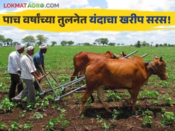 Maharashtra Farming : मागील पाच वर्षांच्या तुलनेत यंदाचा खरीप हंगाम सरसच! पेरणी क्षेत्र वाढले - Marathi News | Maharashtra Farming kharif season better than the last five years Sown area increased | Latest agriculture News at Lokmat.com