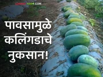 Heavy Rain crop Damage : पावसामुळे बिगरहंगामी कलिंगडाचे नुकसान; शेतकऱ्यांचे लाखों रूपयांचे नुकसान - Marathi News | Heavy Rain crop Damage : Unseasonal damage to Kalinga due to rain; Loss of millions of rupees to farmers | Latest agriculture News at Lokmat.com