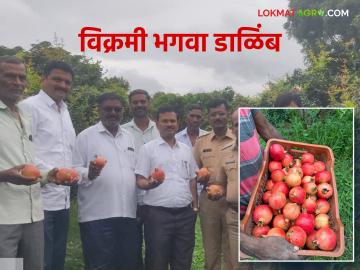 Agriculture News : विक्रमी उत्पन्न देणाऱ्या डाळिंब बागेची पाहणी - Marathi News | Agriculture News : Inspection of record yielding pomegranate orchards | Latest News at Lokmat.com