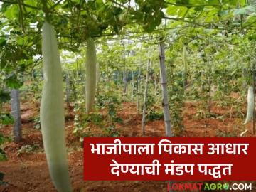 Vegetable Farming : भाजीपाला पिकास आधार देण्याची मंडप पद्धत आहे तरी काय? वाचा सविस्तर - Marathi News | Latest News vegetable crop management Mandap method of supporting vegetable crops, read in detail | Latest News at Lokmat.com Vegetable Farming : भाजीपाला पिकास आधार देण्याची मंडप पद्धत आहे तरी काय? वाचा सविस्तर - Marathi News | Latest News vegetable crop management Mandap method of supporting vegetable crops, read in detail | Latest News at Lokmat.com