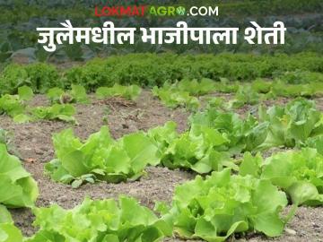 Vegetbale Farming : जुलैमध्ये 'या' तीन भाज्यांची लागवड करा, कमी वेळेत चांगला नफा मिळवता येईल! - Marathi News | Latest News bhajipala lagvad Plant these three vegetables in July for good profit | Latest News at Lokmat.com