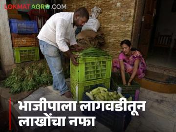 Vegetbale Farming : पाऊण एकरात भाजीपाला लागवडीचा प्रयोग, महिन्याला मिळतेय चांगली कमाई  - Marathi News | Latest News Experimenting with vegetable cultivation in half acre, earning good income | Latest News at Lokmat.com
