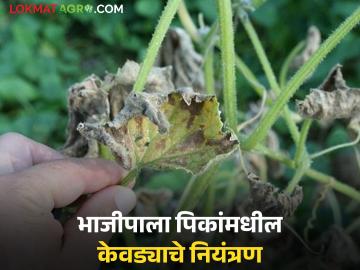 Vegetable Farming : भाजीपाला पिकांमध्ये डाऊनी मिल्ड्यूचा प्रादुर्भाव, असे करा नियंत्रण  - Marathi News | Latest News vegetable Farming Control the outbreak of downy mildew in vegetable crops by doing this | Latest News at Lokmat.com Vegetable Farming : भाजीपाला पिकांमध्ये डाऊनी मिल्ड्यूचा प्रादुर्भाव, असे करा नियंत्रण  - Marathi News | Latest News vegetable Farming Control the outbreak of downy mildew in vegetable crops by doing this | Latest News at Lokmat.com