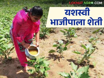 Vegetable Farming : अडीच हेक्टरवर भाजीपाला शेती, एकरवर आंबा लागवड, वर्षाला लाखोंचं उत्पन्न मिळतंय!  - Marathi News | Latest News Vegetable farming Income of lakhs of rupees from vegetable farming by women farmer | Latest News at Lokmat.com