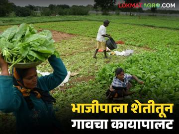 Vegetable Farming : गावानं ठरवलं अन् करून दाखवलं, आता भाजीपाला शेतीतून महिन्याला लाखोंची कमाई - Marathi News | Latest News Vegetbale Farming now earning lakhs per month from vegetable farming by gondiya district farmer | Latest News at Lokmat.com Vegetable Farming : गावानं ठरवलं अन् करून दाखवलं, आता भाजीपाला शेतीतून महिन्याला लाखोंची कमाई - Marathi News | Latest News Vegetbale Farming now earning lakhs per month from vegetable farming by gondiya district farmer | Latest News at Lokmat.com