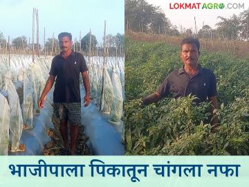 Farmer Success Story : अवघ्या सातवी पास विनोदने भाजीपाला शेतीतून भरघोस उत्पन्न मिळवलं, वाचा सविस्तर - Marathi News | Latest News Farmer Success Story seventh pass Vinod selokar earned huge income from vegetable farming, read in detail | Latest News at Lokmat.com
