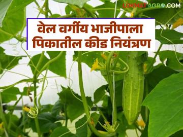 Vegetbale Farming : वेल वर्गीय भाजीपाला पिकांतील सद्यस्थितीतील कीड नियंत्रण कसे करावे?   - Marathi News | Latest News Vegetbale Farming How to control current pest situation in vegetable crops | Latest smart-farming News at Lokmat.com