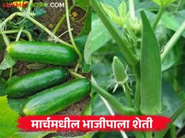 Vegetable Farming : मार्चमध्ये 'या' 3 भाज्यांची लागवड करा, कमी खर्चात चांगले उत्पादन, वाचा सविस्तर - Marathi News | Latest News Vegetable farming Plant these 3 vegetables in March, get good yield at low cost | Latest News at Lokmat.com Vegetable Farming : मार्चमध्ये 'या' 3 भाज्यांची लागवड करा, कमी खर्चात चांगले उत्पादन, वाचा सविस्तर - Marathi News | Latest News Vegetable farming Plant these 3 vegetables in March, get good yield at low cost | Latest News at Lokmat.com
