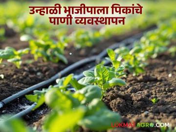 Vegetable Farming : पाण्याची सोय जेमतेम, मग उन्हाळी भाजीपाला पिकांचे असं करा व्यवस्थापन - Marathi News | Latest news vegetable farming How to manage water for summer vegetable crops | Latest News at Lokmat.com Vegetable Farming : पाण्याची सोय जेमतेम, मग उन्हाळी भाजीपाला पिकांचे असं करा व्यवस्थापन - Marathi News | Latest news vegetable farming How to manage water for summer vegetable crops | Latest News at Lokmat.com