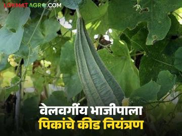 Vegetbale Crops : वेलवर्गीय भाजीपाला पिकांसाठी कीड नियंत्रणासाठी उपाययोजना, वाचा सविस्तर  - Marathi News | Latest News vegetbale Crops Pest control measures for vine vegetable crops, read in detail | Latest News at Lokmat.com