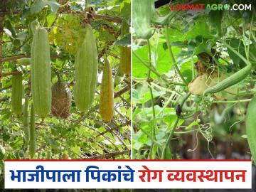 Vegetable Farming : उन्हाळ्यात वेलवर्गीय भाजीपाला पिकांवर रोगांचा प्रादुर्भाव, अशी घ्या काळजी - Marathi News | Latest News bhajipala sheti Take care of diseases that affect vine vegetable crops in summer | Latest News at Lokmat.com Vegetable Farming : उन्हाळ्यात वेलवर्गीय भाजीपाला पिकांवर रोगांचा प्रादुर्भाव, अशी घ्या काळजी - Marathi News | Latest News bhajipala sheti Take care of diseases that affect vine vegetable crops in summer | Latest News at Lokmat.com