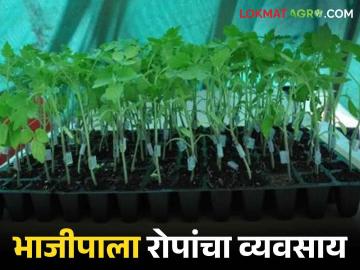 Vegetable Seedling : भाजीपाला रोपे विक्रीतून लाखोंची कमाई, गडचिरोलीच्या तरुण शेतकऱ्याची कमाल - Marathi News | Latest News Earning lakhs from the sale of vegetable seedlings of young farmer Gadchiroli | Latest News at Lokmat.com