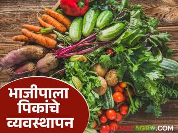 वेलवर्गीय भाजीपाला पिकांसाठी सामान्य सल्ला, सद्यस्थितीत व्यवस्थापन कसे कराल? - Marathi News | Latest news General advice for vegetable crops, how to manage see details | Latest News at Lokmat.com वेलवर्गीय भाजीपाला पिकांसाठी सामान्य सल्ला, सद्यस्थितीत व्यवस्थापन कसे कराल? - Marathi News | Latest news General advice for vegetable crops, how to manage see details | Latest News at Lokmat.com