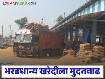 आधारभूत दरानुसार भरडधान्य खरेदी; शेतकऱ्यांना 15 मेपर्यंत नोंदणीची संधी, पहा खरेदी केंद्राची यादी  - Marathi News | Latest News Procurement of coarse grains at support price; register by May 15, see the list of procurement centers | Latest News at Lokmat.com