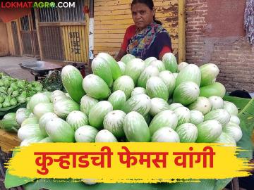 कुऱ्हाड गावं बनलं वांगी उत्पादनाचं केंद्र, वांगी थेट मुंबईच्या बाजारपेठेत, महिन्याला लाखोंची पट्टी  - Marathi News | Latest news Kurhad village center for brinjal crop production, export to Mumbai market | Latest News at Lokmat.com