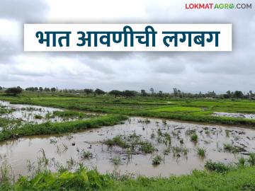 Bhat Lagvad : 'जाई-बाई, सई-बाई, करा रोवणीची घाई..' भात आवणीची परंपरा कायम  - Marathi News | Latest news bhat lagvad Rice cultivation in most districts of Maharashtra traditon paddy farming | Latest News at Lokmat.com