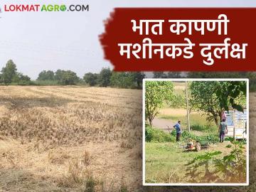 Paddy Harvesting : भात कापणी मशीनला शेतकरी नापसंती देत आहेत? जाणून घ्या सविस्तर  - Marathi News | Latest News Paddy Harvesting Are farmers disapproving of paddy harvesting machines Know in detail  | Latest News at Lokmat.com