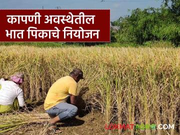 Bhat Kadhani : भात कापणी सुरु, कापणीसाठी वैभव विळ्याचा वापरच का? नियोजन कसे कराल  - Marathi News | Latest news bhat kadhani Harvesting begins in maharashtra rice-growing belt | Latest smart-farming News at Lokmat.com