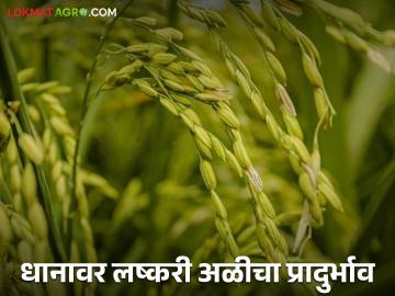 Paddy Crop Management : भात पिकावर लष्करी अळीचा प्रादुर्भाव, असे करा व्यवस्थापन? वाचा सविस्तर  - Marathi News | Latest News Paddy Crop Management Armyworm infestation on rice crop, how to manage it Read in detail  | Latest News at Lokmat.com