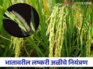 Lashkari Ali : भात पिकातील लष्करी अळीचा बंदोबस्त करण्यासाठी असे करा उपाय - Marathi News | Lashkari Ali : Follow these steps to control fall armyworm in rice crop | Latest News at Lokmat.com Lashkari Ali : भात पिकातील लष्करी अळीचा बंदोबस्त करण्यासाठी असे करा उपाय - Marathi News | Lashkari Ali : Follow these steps to control fall armyworm in rice crop | Latest News at Lokmat.com