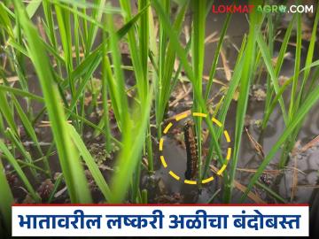 भात पिकात लष्करी अळीचा प्रादुर्भाव होण्याची शक्यता; नियंत्रणासाठी करा हे उपाय? - Marathi News | There is a possibility of armyworm infestation in paddy crop; should you take these measures to control it? | Latest News at Lokmat.com