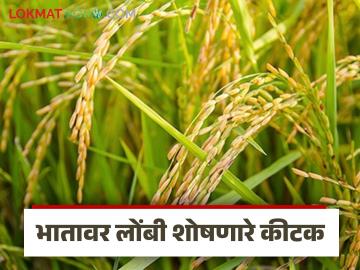 धानावर लोंबी शोषणाऱ्या कीटकांसह करपा, तुडतुडे आणि बेरडचा प्रादुर्भाव, वाचा सविस्तर - Marathi News | Latest News Infestation of rice with leaf-sucking insects, locusts and beetles | Latest News at Lokmat.com धानावर लोंबी शोषणाऱ्या कीटकांसह करपा, तुडतुडे आणि बेरडचा प्रादुर्भाव, वाचा सविस्तर - Marathi News | Latest News Infestation of rice with leaf-sucking insects, locusts and beetles | Latest News at Lokmat.com