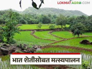 आता भात शेतीसोबतच मासेमारीही, ICAR ने सांगितली फायदेशीर टेक्निक, वाचा सविस्तर  - Marathi News | Latest News rice and fish farmin in one land ICAR has launch new beneficial technique, read in detail | Latest News at Lokmat.com