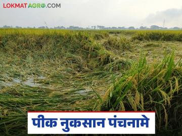 33 टक्क्यांपेक्षा जास्त नुकसान असेल तरच पंचनामे अन् यादीत नाव, काय आहेत सूचना 