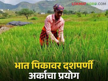 Paddy Farming : धानाच्या शेतीत दशपर्णी अर्काचा यशस्वी प्रयोग, एकरी उत्पादन वाढलं! - Marathi News | Latest News Paddy Farming Successful experiment of Dasaparni arka in paddy farming see details | Latest News at Lokmat.com Paddy Farming : धानाच्या शेतीत दशपर्णी अर्काचा यशस्वी प्रयोग, एकरी उत्पादन वाढलं! - Marathi News | Latest News Paddy Farming Successful experiment of Dasaparni arka in paddy farming see details | Latest News at Lokmat.com