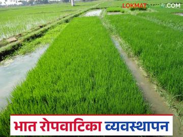 भात पिकाची रोपे तयार करण्याची एकदम सोपी पद्धत कोणती? जाणून घ्या सविस्तर - Marathi News | What is the easiest way to prepare rice paddy seedlings? Learn in detail | Latest News at Lokmat.com
