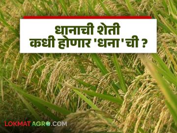 जिथं पैसा ती शेती वाढली, भाताला भाव नाही ना, हमीभाव, भात शेतीकडे दुर्लक्ष - Marathi News | Latest news Area reduced due to lack of money in rice farming in maharashtra | Latest News at Lokmat.com जिथं पैसा ती शेती वाढली, भाताला भाव नाही ना, हमीभाव, भात शेतीकडे दुर्लक्ष - Marathi News | Latest news Area reduced due to lack of money in rice farming in maharashtra | Latest News at Lokmat.com