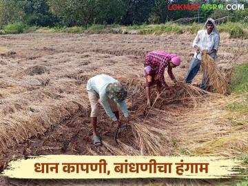Paddy Harvesting : भात कापणी, बांधणीला मजुरांची टंचाई, दिवसाला किती रुपये मजुरी? वाचा सविस्तर   - Marathi News | Latest News Paddy Production Paddy harvesting, labor shortage for construction Read daily wage | Latest News at Lokmat.com